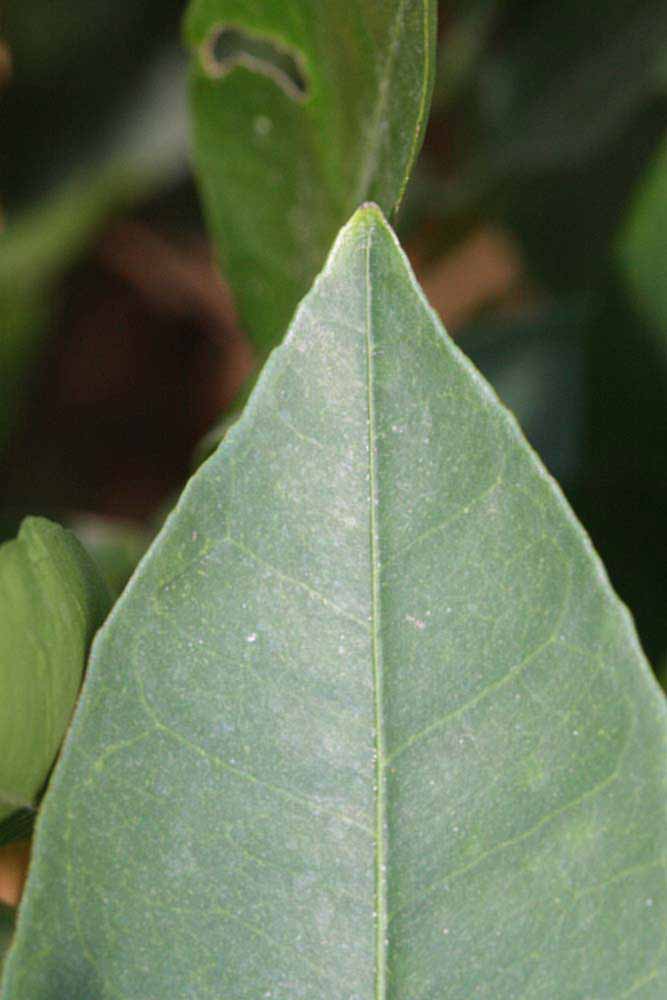              Margin (Riverside, CA)       